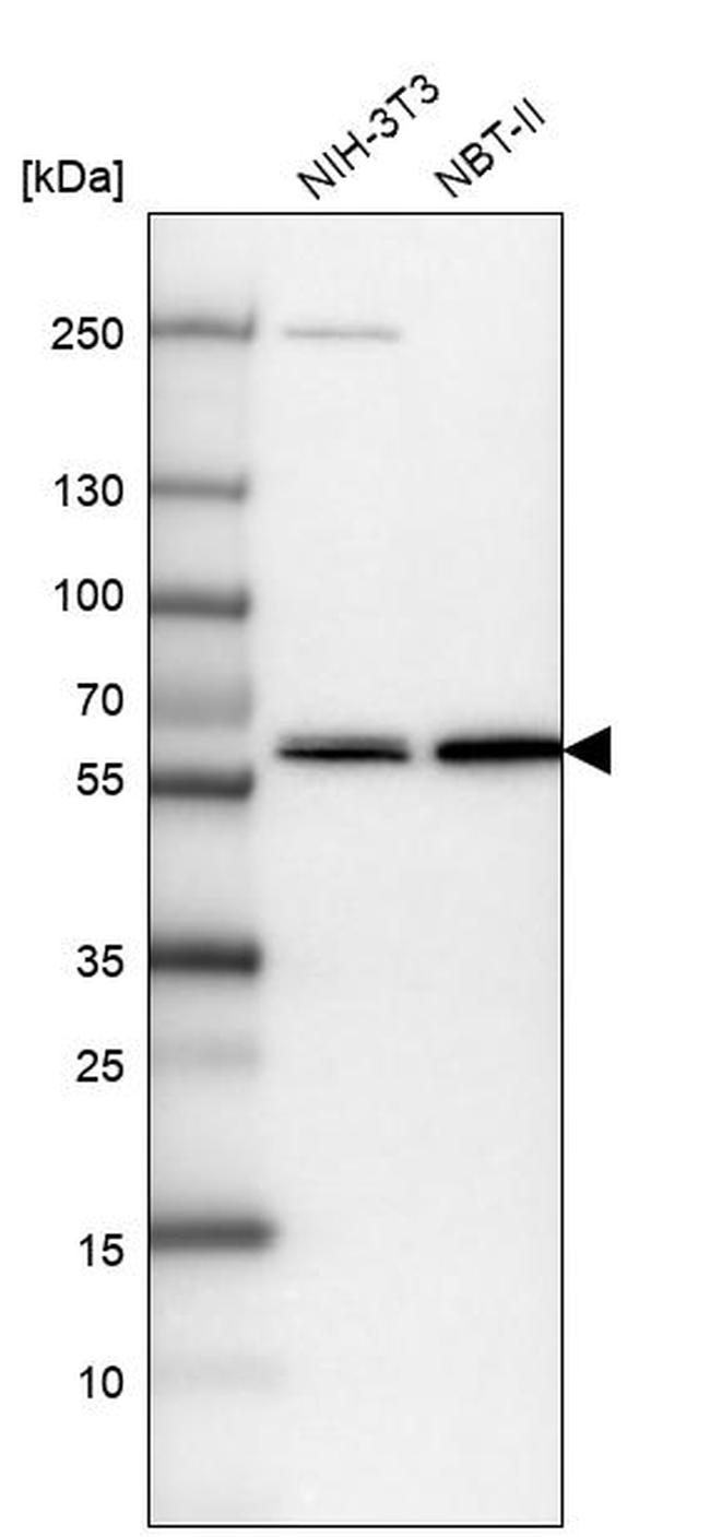 VWA9 Antibody in Western Blot (WB)