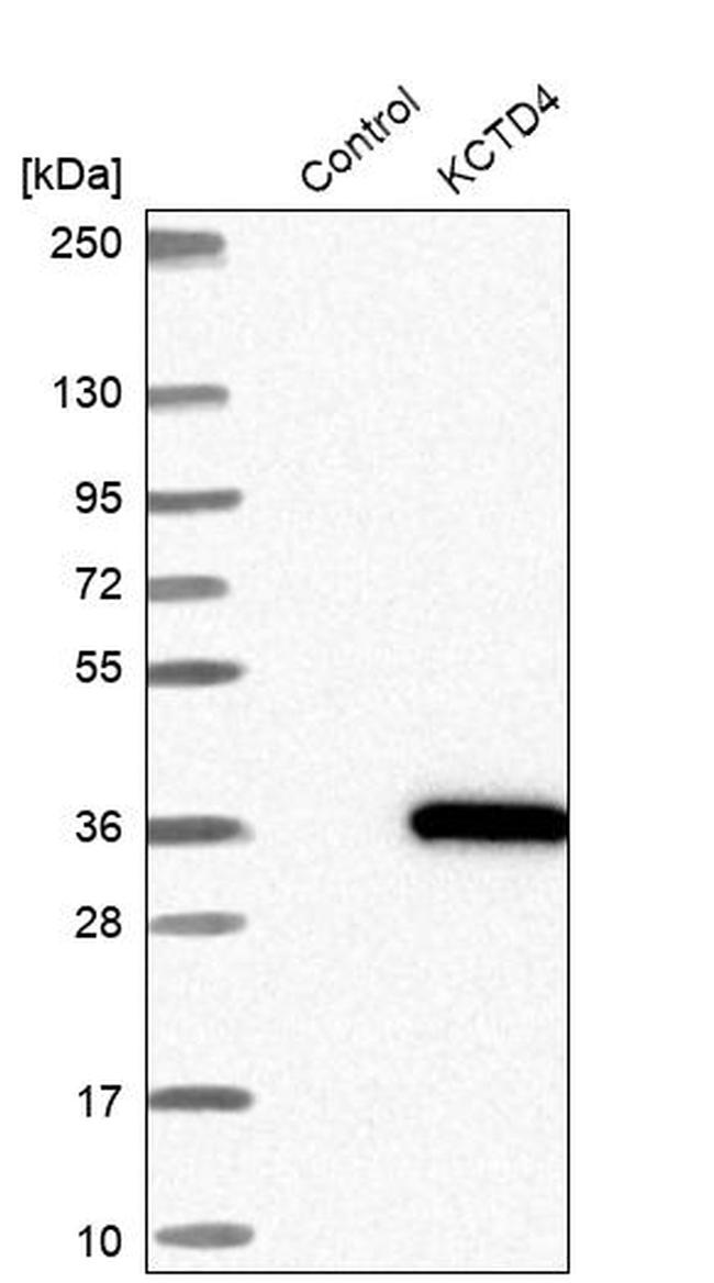 KCTD4 Antibody in Western Blot (WB)