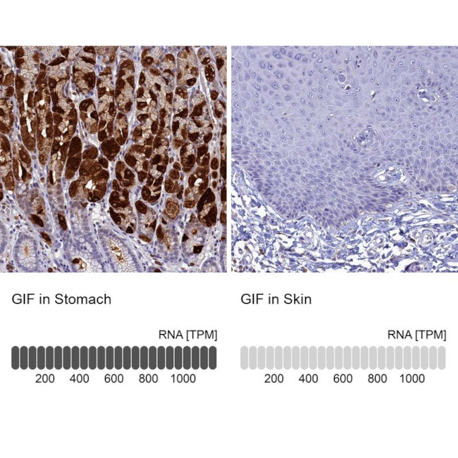 GIF Antibody