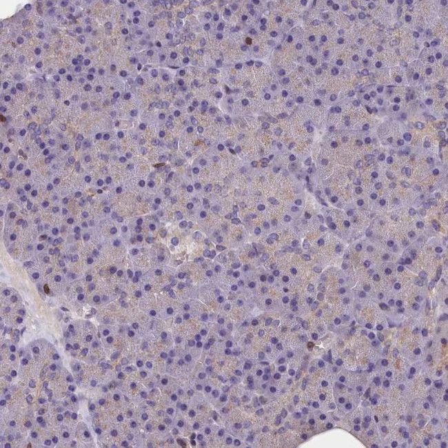 TRAF3IP3 Antibody in Immunohistochemistry (IHC)