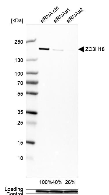 ZC3H18 Antibody