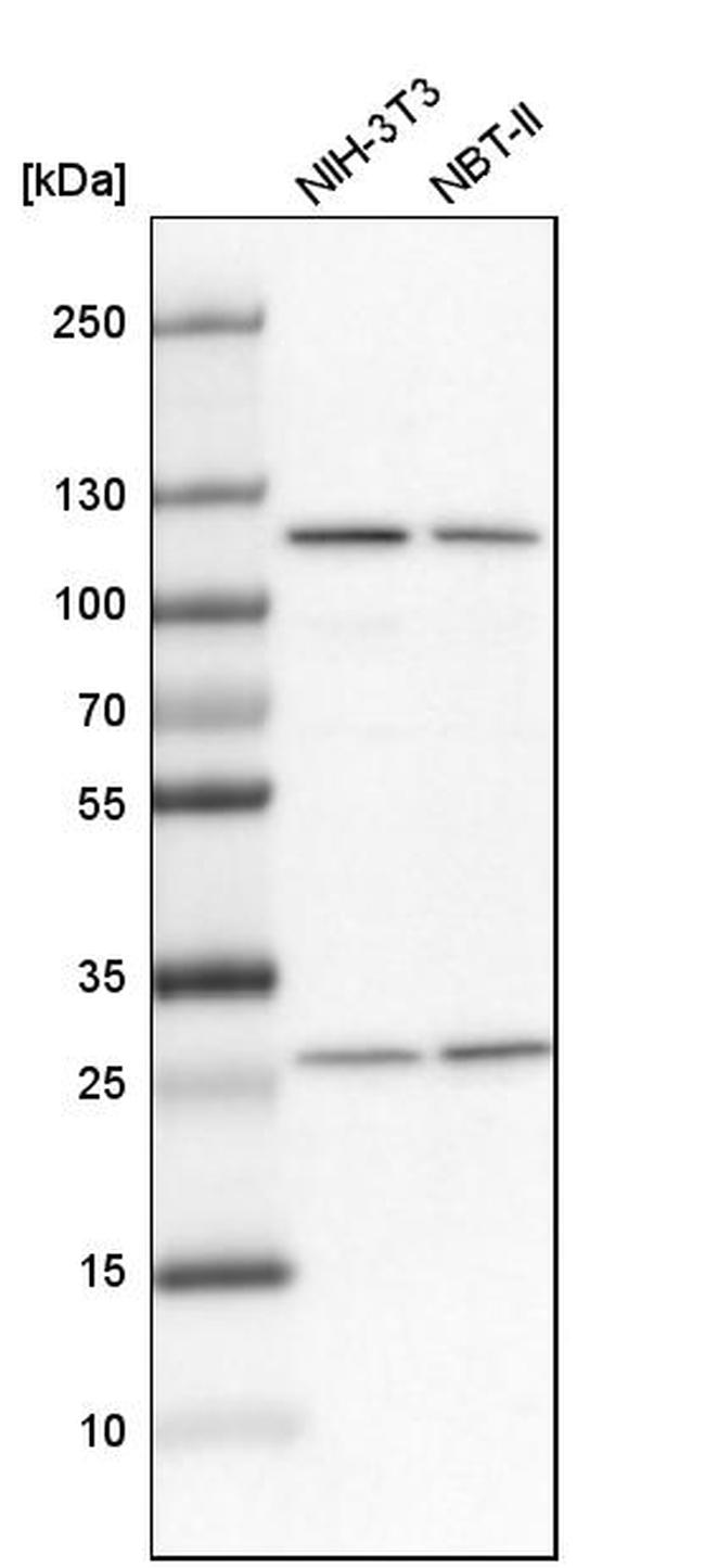 alanyl-tRNA Synthetase Antibody in Western Blot (WB)