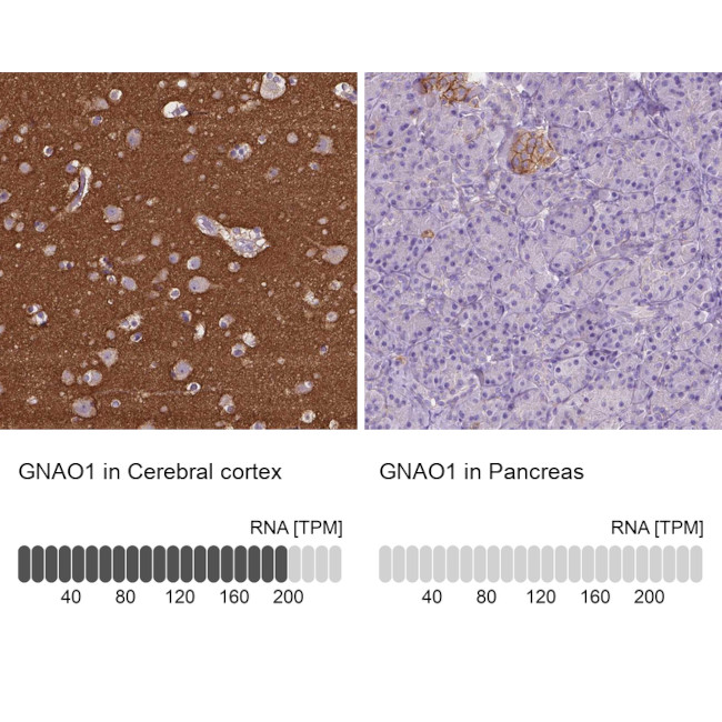 GNAO1 Antibody