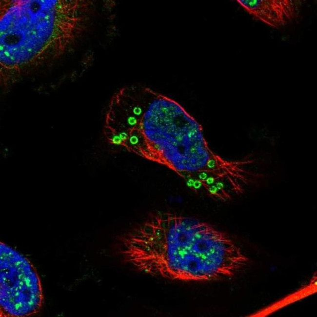 KIAA1328 Antibody in Immunocytochemistry (ICC/IF)