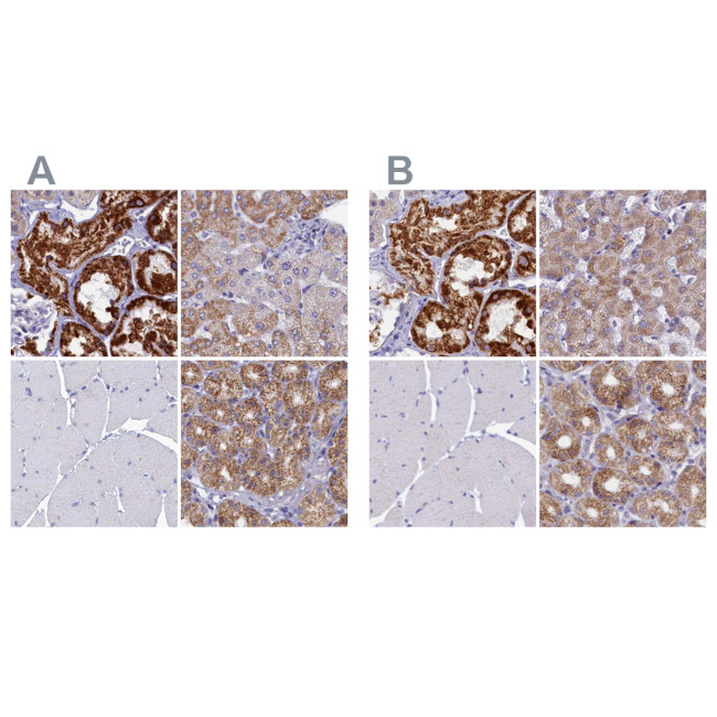 OCIAD2 Antibody in Immunohistochemistry (IHC)