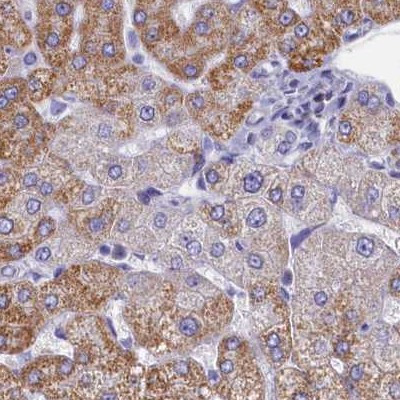 OCIAD2 Antibody in Immunohistochemistry (IHC)