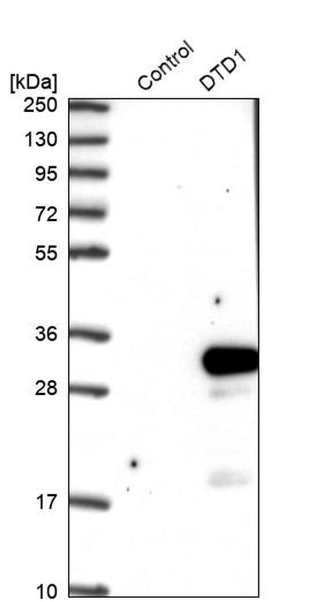 DTD1 Antibody in Western Blot (WB)