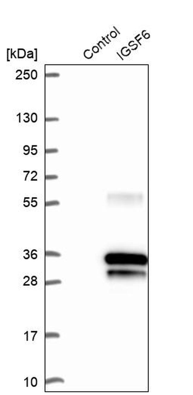 IGSF6 Antibody in Western Blot (WB)