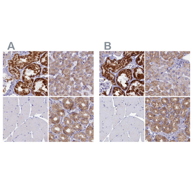 OCIAD2 Antibody in Immunohistochemistry (IHC)