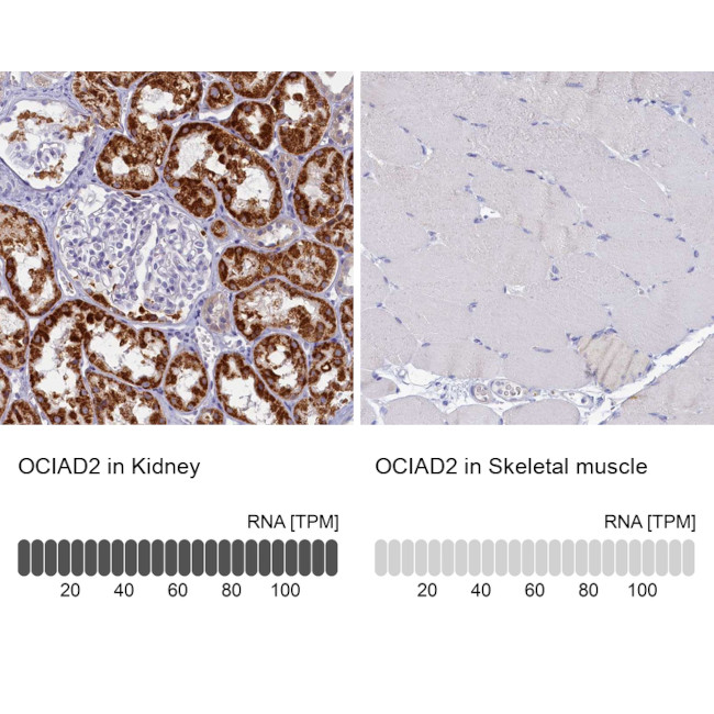 OCIAD2 Antibody