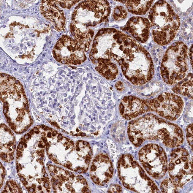 OCIAD2 Antibody in Immunohistochemistry (IHC)