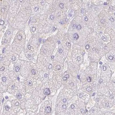 ZG16B Antibody in Immunohistochemistry (IHC)