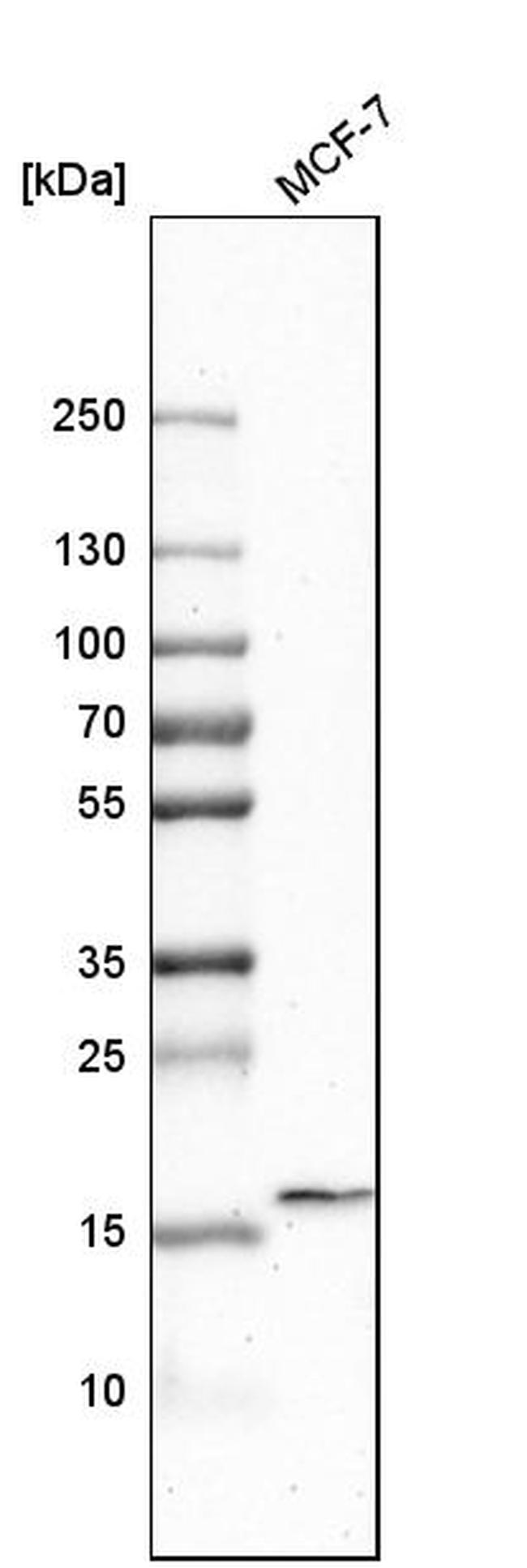 ZG16B Antibody in Western Blot (WB)