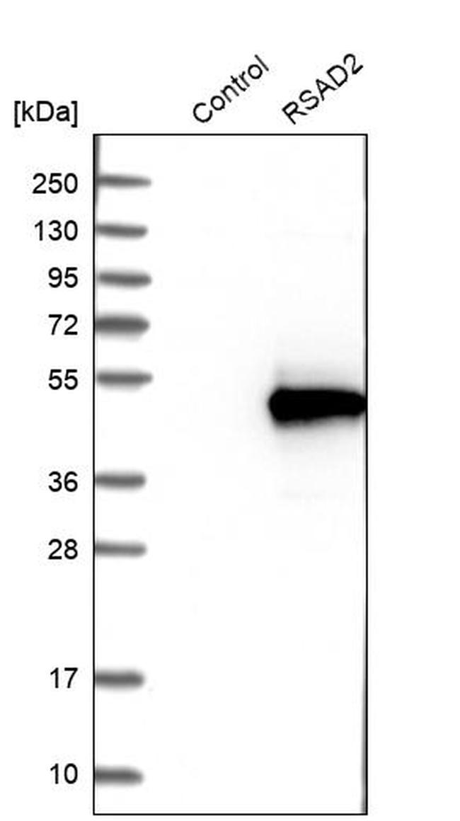 Viperin Antibody in Western Blot (WB)