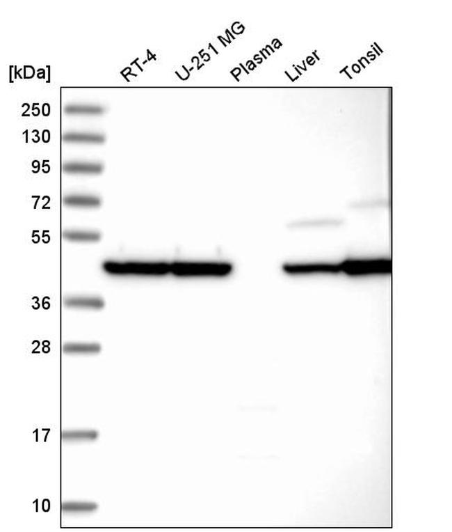 beta Actin Antibody in Western Blot (WB)