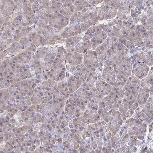 HnRNP Q Antibody in Immunohistochemistry (IHC)