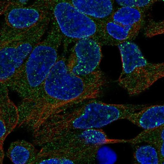 CES3 Antibody in Immunocytochemistry (ICC/IF)