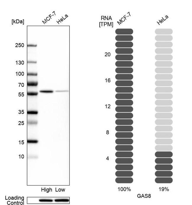 GAS8 Antibody in Western Blot (WB)