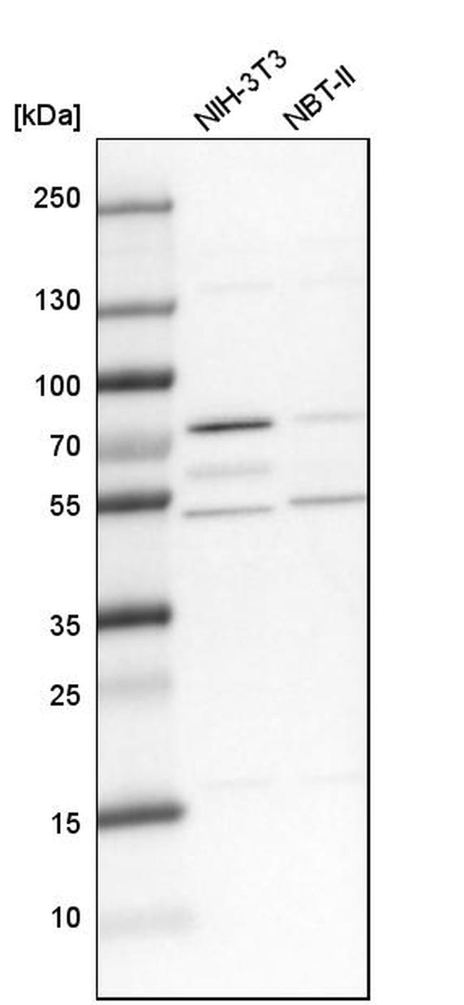 KARS Antibody in Western Blot (WB)