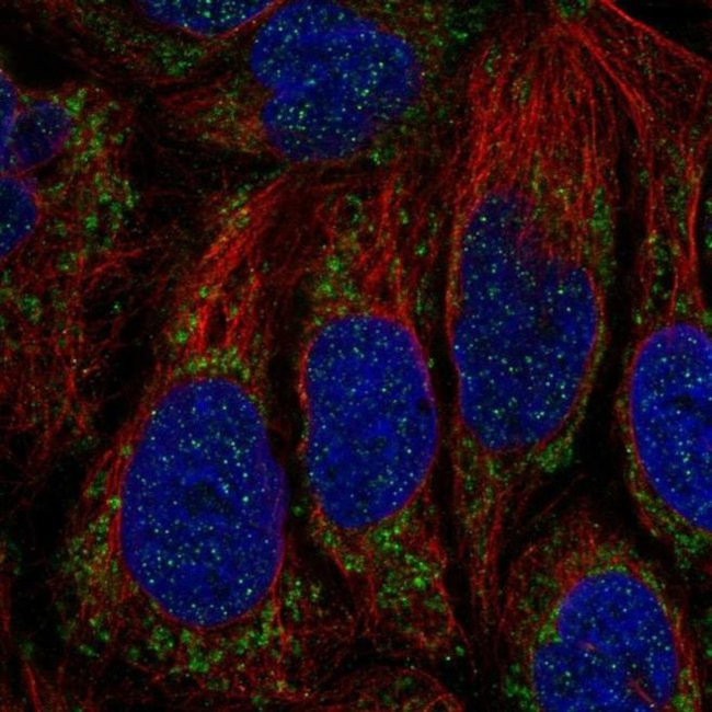 ATP5SL Antibody in Immunocytochemistry (ICC/IF)