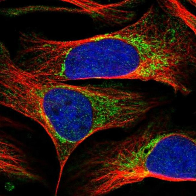 RBFA Antibody in Immunocytochemistry (ICC/IF)