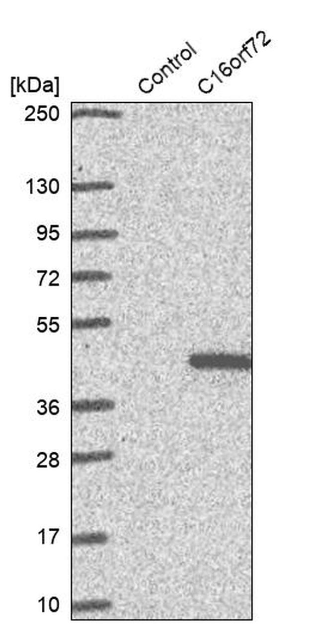 C16orf72 Antibody in Western Blot (WB)