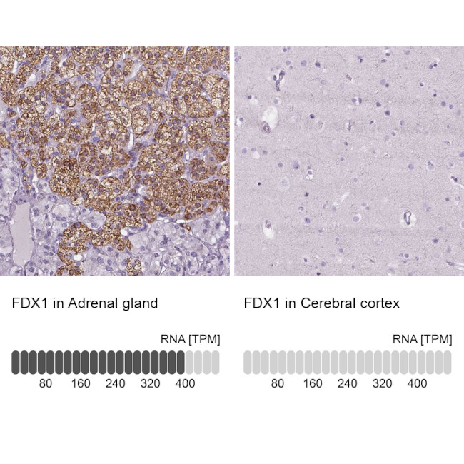 FDX1 Antibody