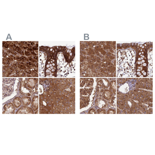 NULP1 Antibody in Immunohistochemistry (IHC)