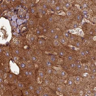 NULP1 Antibody in Immunohistochemistry (IHC)