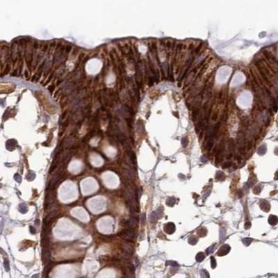 NULP1 Antibody in Immunohistochemistry (IHC)