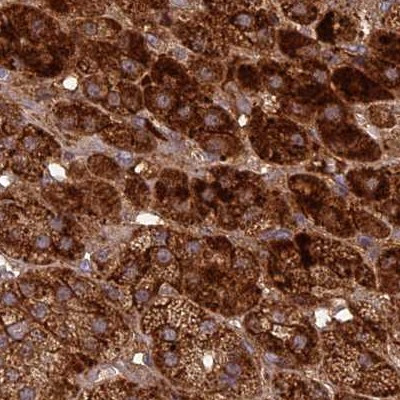 NULP1 Antibody in Immunohistochemistry (IHC)