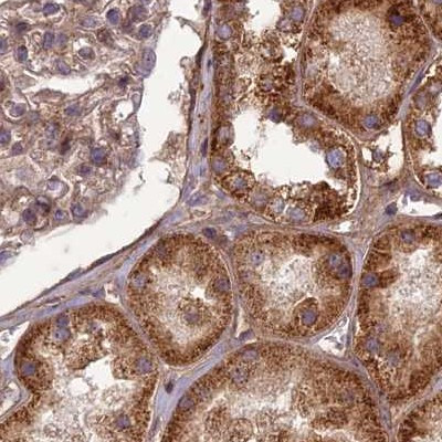 NULP1 Antibody in Immunohistochemistry (IHC)