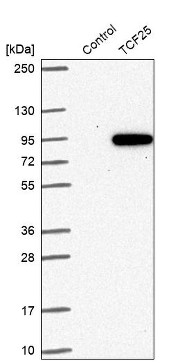 NULP1 Antibody in Western Blot (WB)