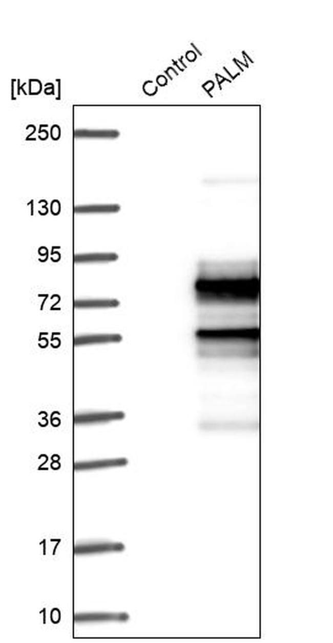 PALM Antibody in Western Blot (WB)