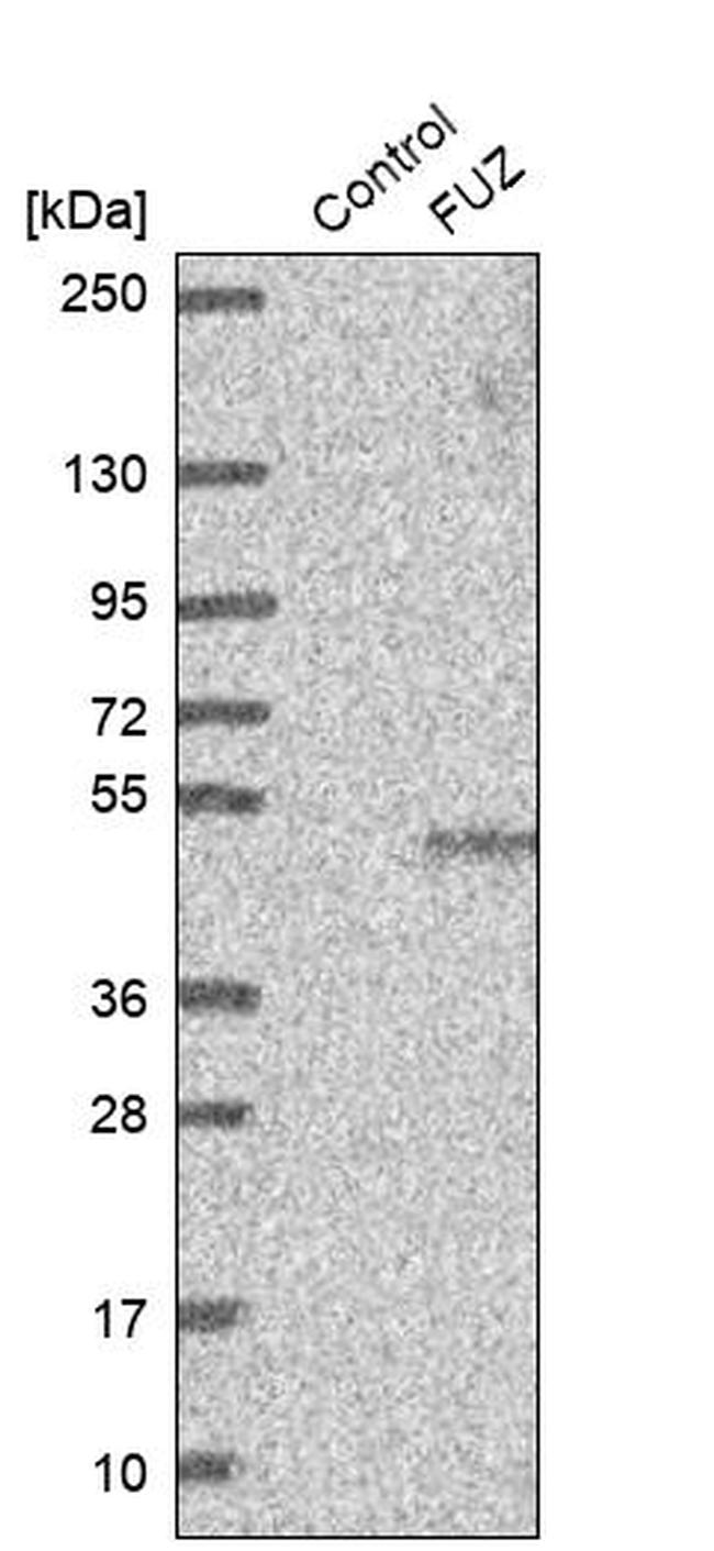 FUZ Antibody in Western Blot (WB)