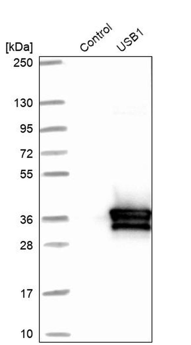C16orf57 Antibody in Western Blot (WB)