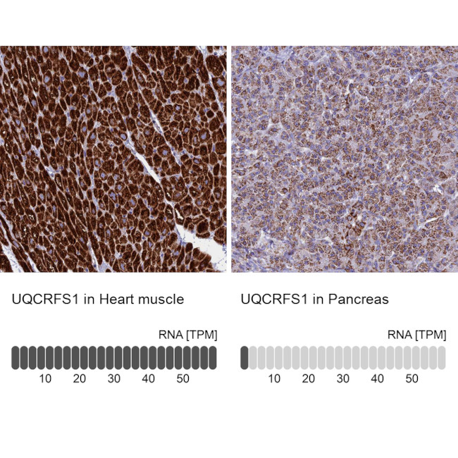 UQCRFS1 Antibody