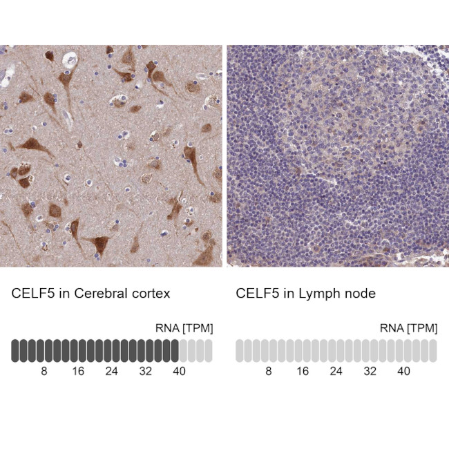 BRUNOL5 Antibody