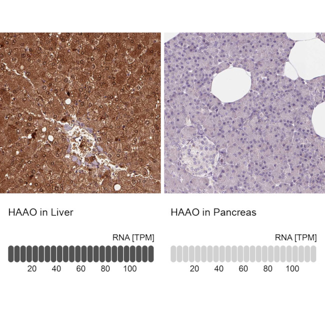 HAAO Antibody in Immunohistochemistry (IHC)