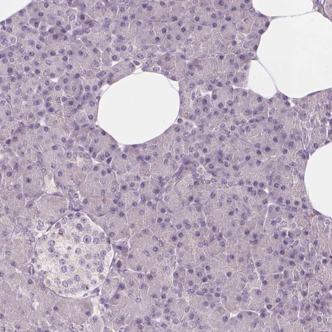 HAAO Antibody in Immunohistochemistry (IHC)