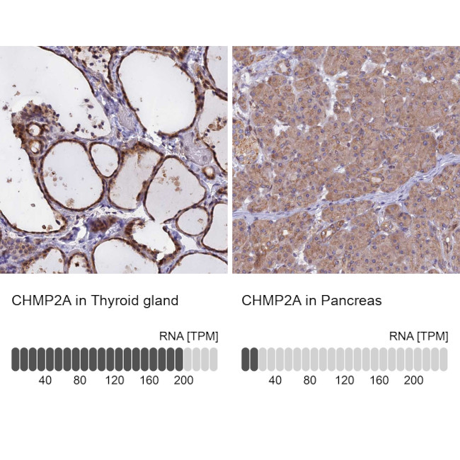 CHMP2A Antibody