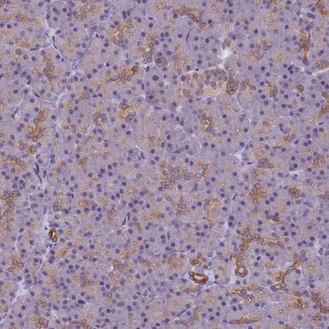 VWA3A Antibody in Immunohistochemistry (IHC)