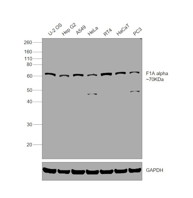 F1A alpha Antibody in Western Blot (WB)