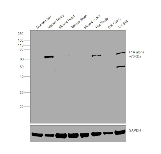 F1A alpha Antibody in Western Blot (WB)