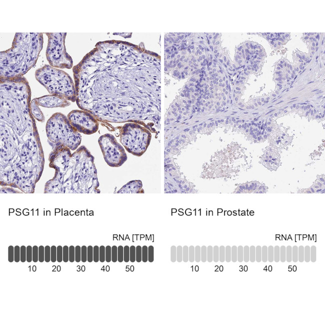 PSG11 Antibody