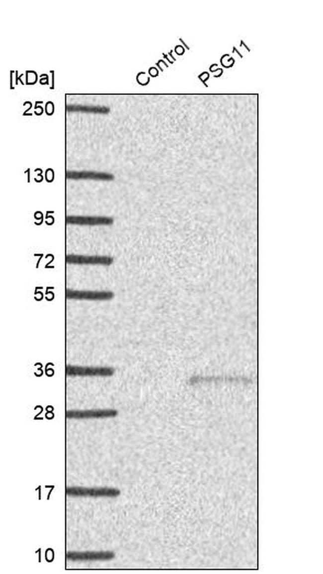 PSG11 Antibody in Western Blot (WB)