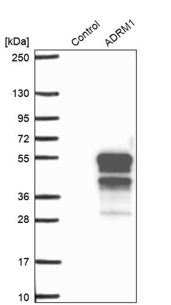 ADRM1 Antibody in Western Blot (WB)