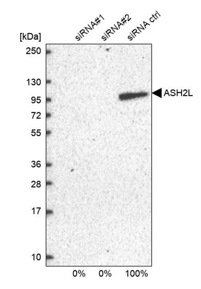 ASH2L Antibody in Western Blot (WB)