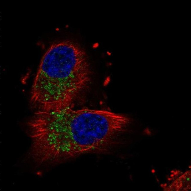 UNC80 Antibody in Immunocytochemistry (ICC/IF)