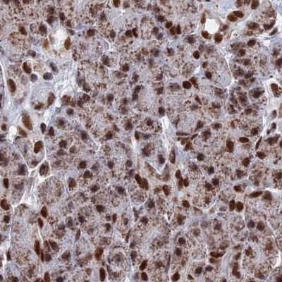 HDGFRP2 Antibody in Immunohistochemistry (IHC)